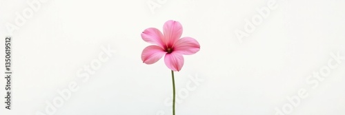 A single stem of the flower against white background, flowers, stem, isolation