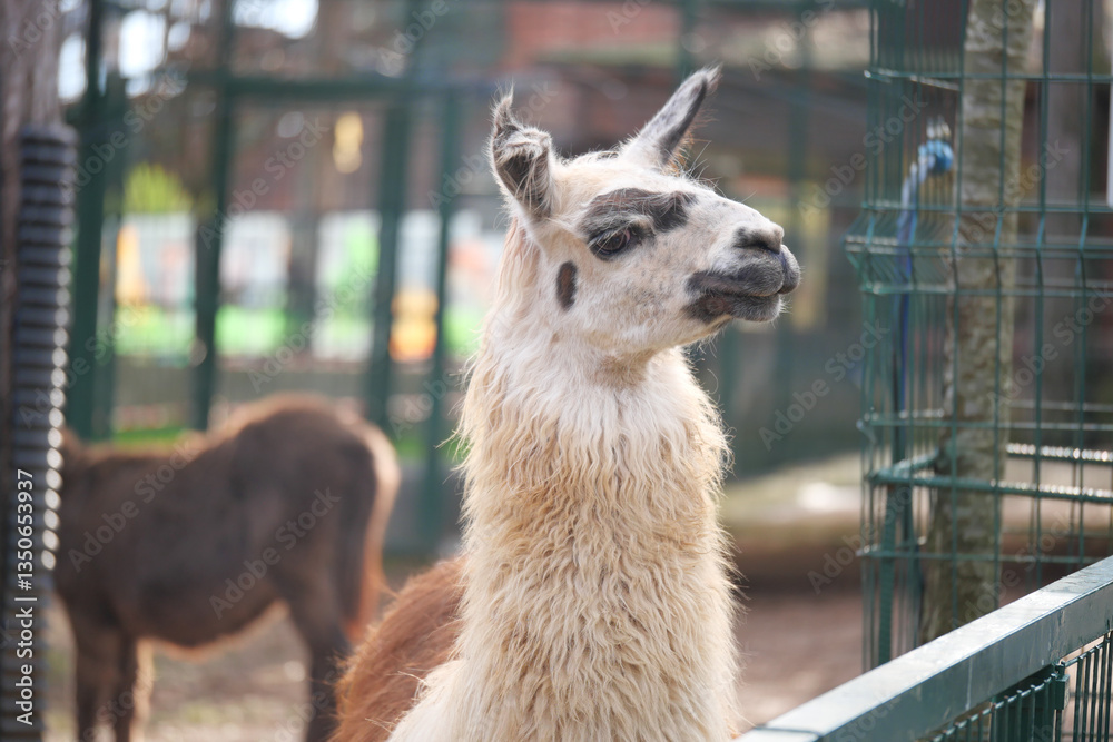 Fototapeta premium Llama observes visitors at a local park on a sunny afternoon