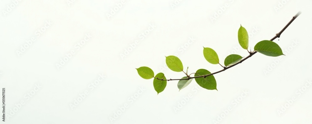 Single branch with leaves against white backdrop, white backdrop, foliage Single branch with leaves against white backdrop, white backdrop, foliage