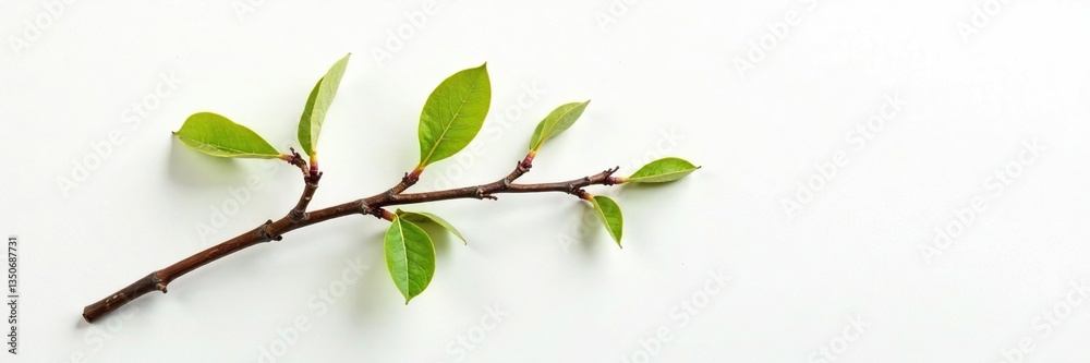 Isolated branch on white background with subtle texture, wood, texture Isolated branch on white background with subtle texture, wood, texture