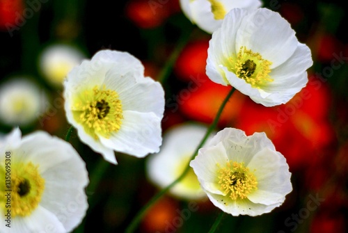 close up of delicate papery white poppies with yellow centers and red flowers blurred in background