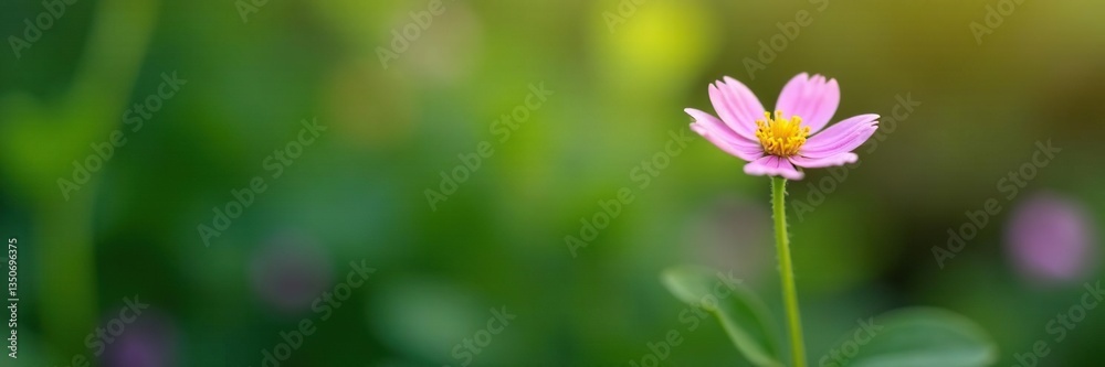 Small delicate flower blooms on a slender stem, bloom, garden, stem Small delicate flower blooms on a slender stem, bloom, garden, stem