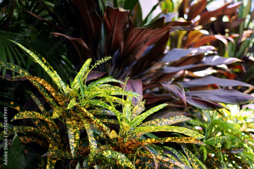 Obraz premium lush tropical foliage in contrasting bright speckled green and dark purple colors