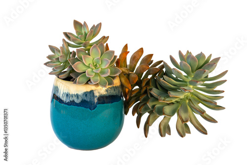 Ghost plant succulent Graptopetalum paraguayense house plant decorative cup isolated