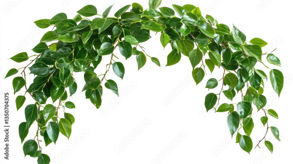 Fototapeta premium Lush Green Ficus Leaves Forming a Natural Arch, Perfect for Backgrounds or Decorative Use in Various Settings