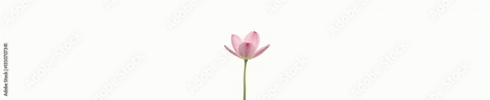 Fototapeta premium Simple white background with a single flower isolated, solo, nature