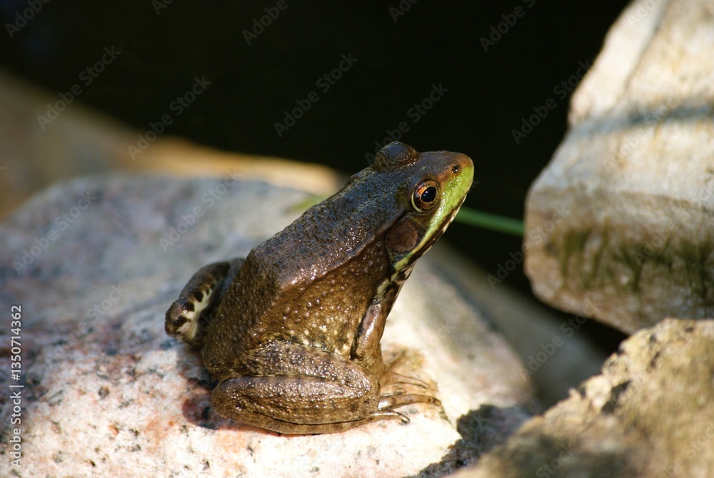 Fototapeta premium closeup of frog in pond
