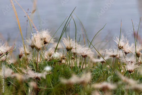 Flora of Chukotka: a close up of seed heads of the Mountain avens (Dryas octopetala) plants