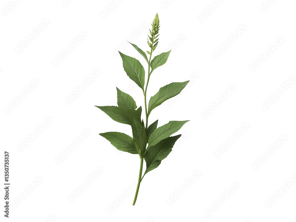 Fototapeta premium Single Green Plant Stem with Leaves on White Background