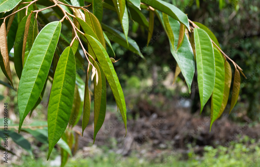 Obraz premium Vigorous durian leaves
