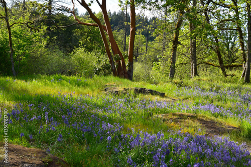 Purple Camas wildflowers at Camassia Nature Preserve in West Linn, Oregon