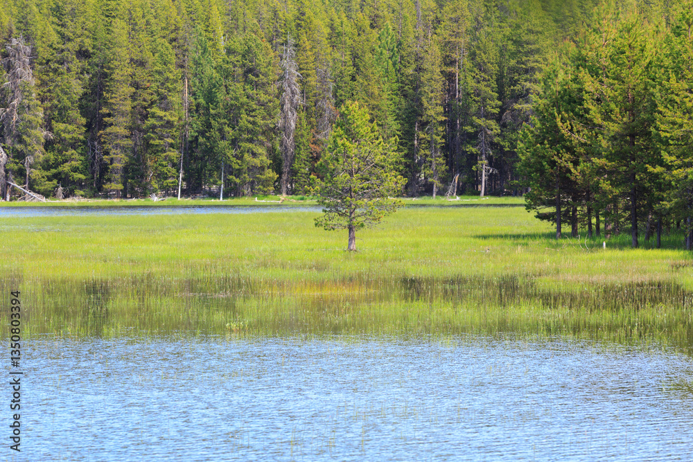 North America, United States, Oregon, Eastern Oregon, Cascade Lakes Highway, Cascade Mountains, Deschutes National Forest, Crane Lake Reservoir.