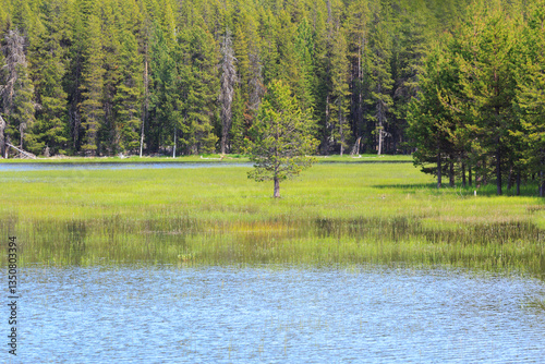 Obraz na płótnie North America, United States, Oregon, Eastern Oregon, Cascade Lakes Highway, Cascade Mountains, Deschutes National Forest, Crane Lake Reservoir. w salonie