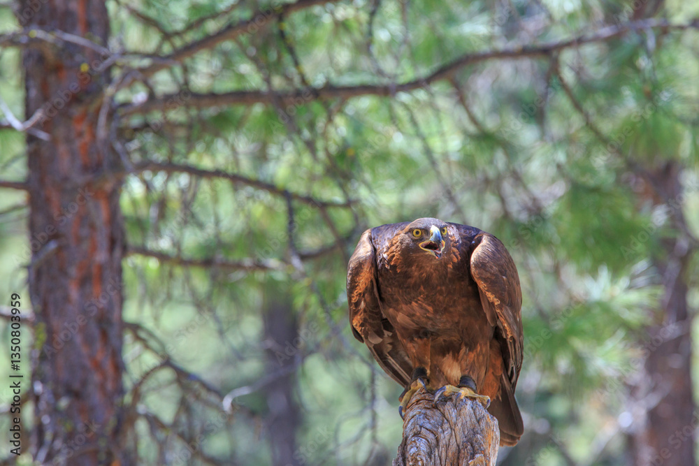 North America, United States, Oregon, Eastern Oregon, Bend. Golden Eagle (Aquila chrysaetos). Captive.