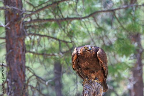 Obraz na płótnie North America, United States, Oregon, Eastern Oregon, Bend. Golden Eagle (Aquila chrysaetos). Captive. w salonie