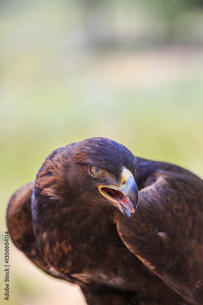 North America, United States, Oregon, Eastern Oregon, Bend. Golden Eagle (Aquila chrysaetos). Captive.
