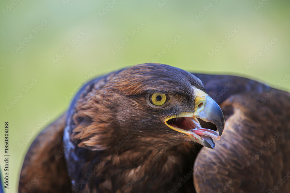North America, United States, Oregon, Eastern Oregon, Bend. Golden Eagle (Aquila chrysaetos). Captive.