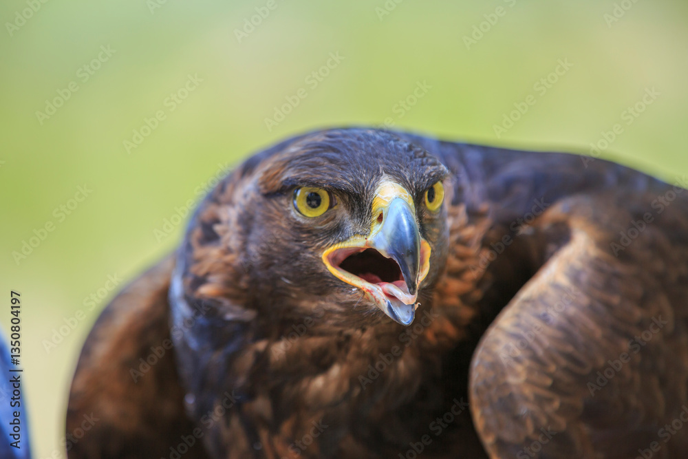 North America, United States, Oregon, Eastern Oregon, Bend. Golden Eagle (Aquila chrysaetos). Captive.