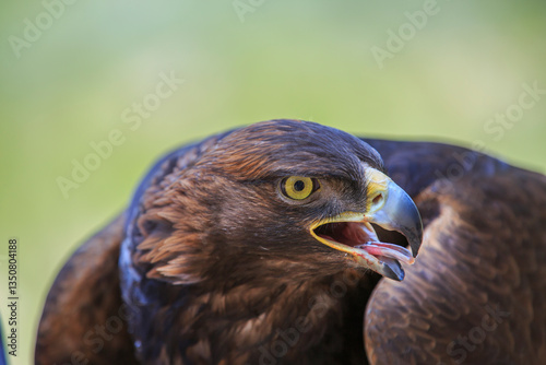 Obraz na płótnie North America, United States, Oregon, Eastern Oregon, Bend. Golden Eagle (Aquila chrysaetos). Captive. w salonie