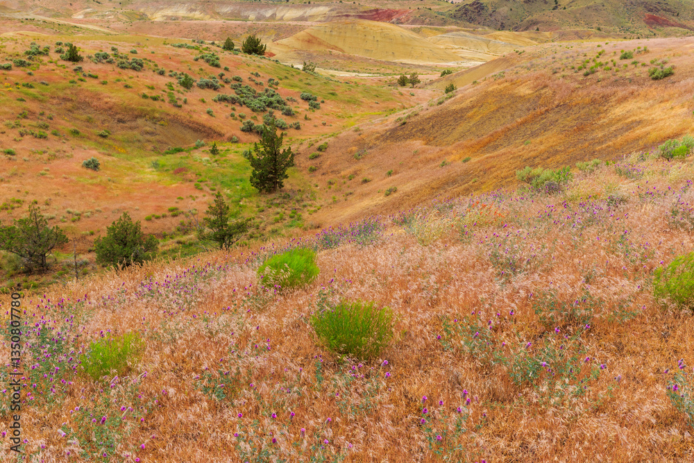 North America, United States, Oregon, Central Oregon, Redmond, Bend, Mitchell. Series of low clay hills striped in colorful bands of minerals, ash and clay deposits. Desert wildflowers.