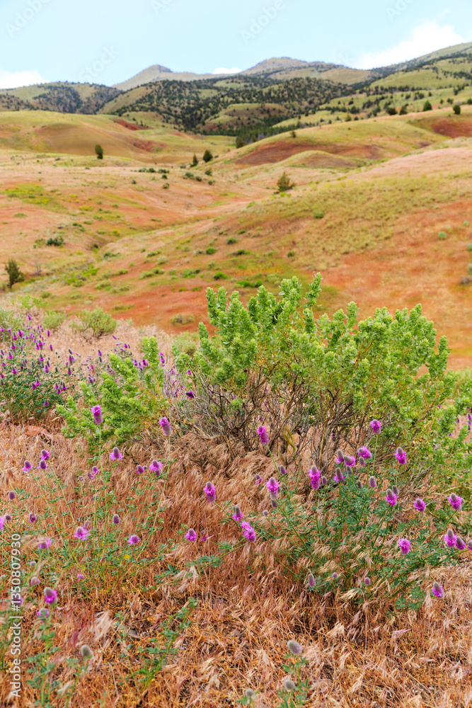 North America, United States, Oregon, Central Oregon, Redmond, Bend, Mitchell. Series of low clay hills striped in colorful bands of minerals, ash and clay deposits. Desert wildflowers.