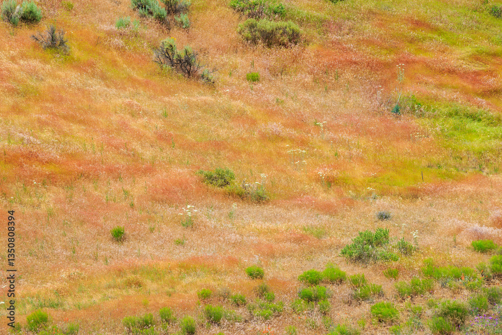 North America, United States, Oregon, Central Oregon, Redmond, Bend, Mitchell. Series of low clay hills striped in colorful bands of minerals, ash and clay deposits. Desert wildflowers.