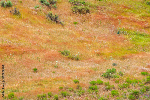 Obraz na płótnie North America, United States, Oregon, Central Oregon, Redmond, Bend, Mitchell. Series of low clay hills striped in colorful bands of minerals, ash and clay deposits. Desert wildflowers. w salonie