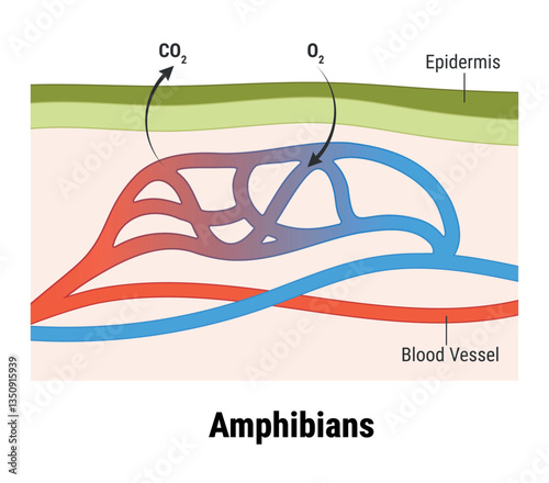 Cutaneous respiration in frog. Respiratory System of Frog