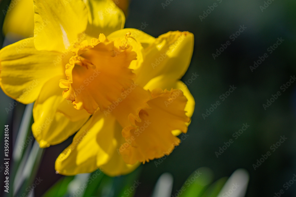 Spring Narcissus flower in bloom. Spring narcissus blossoms. Narcissus flowers in a garden. Close-up of a blooming narcissus. Blossoms spring background. Spring Narcissus flower in bloom. Spring narcissus blossoms. Narcissus flowers in a garden. Close-up of a blooming narcissus. Blossoms spring background.