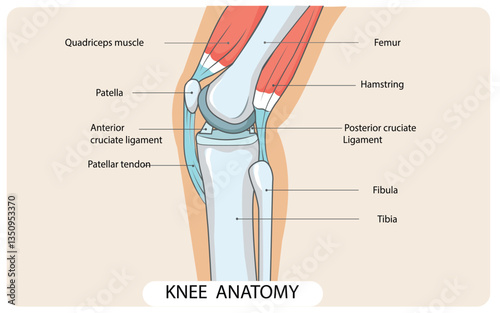 Anatomy of the human knee joint  structure diagram schematic . Medical science educational illustration. vector