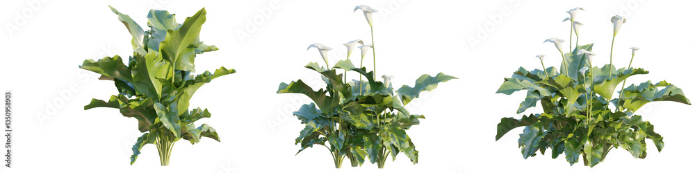 Fototapeta premium Zantedeschia aethiopica tree 4k png cutout transparent background