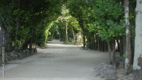 Okinawa,Residential Area,Single Road,Residential Road,Street Trees,Sunlight,Gate Fence,Halation