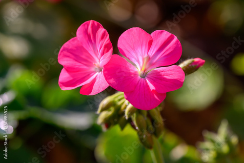 Close-up Pink Geranium flowers in the inflorescence on a green background.