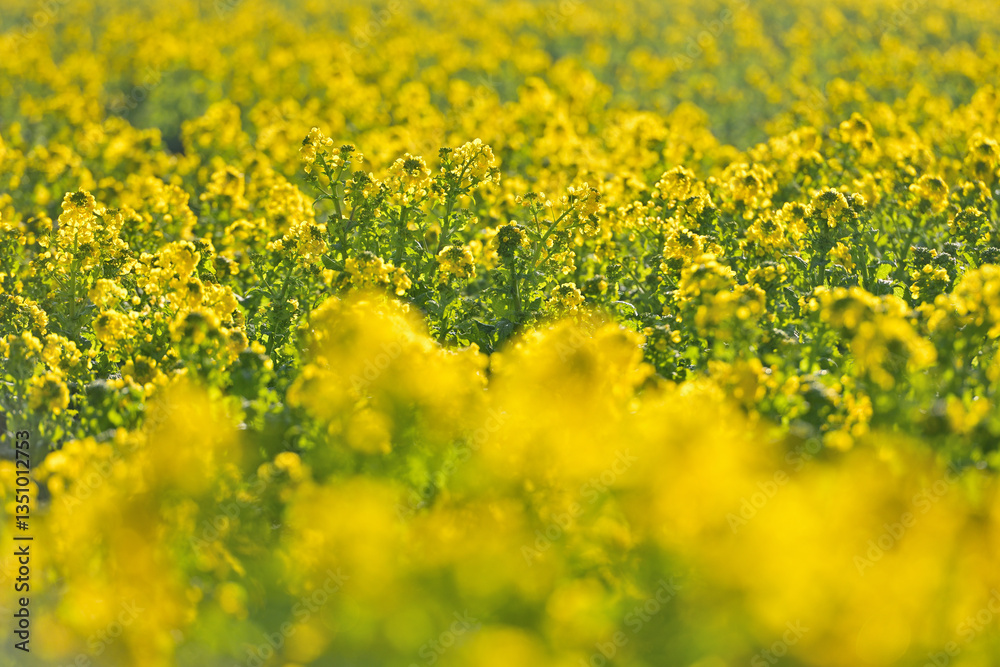 一面に咲いた菜の花畑
