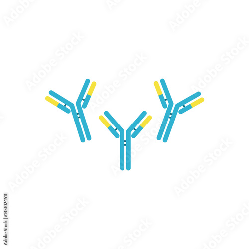 Antibody anatomy. Immunoglobulin Structure. Adaptive immune response. Vector illustration. 