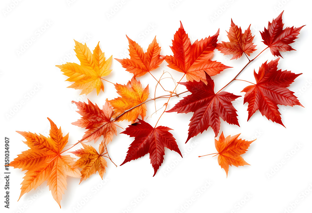 Vibrant Autumn Maple Leaves - Stunning Fall Foliage Vibrant Autumn Maple Leaves - Stunning Fall Foliage