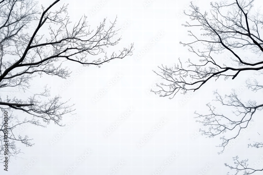 Obraz premium Serene Winter Treescape with Bare Branches Against a Foggy Sky