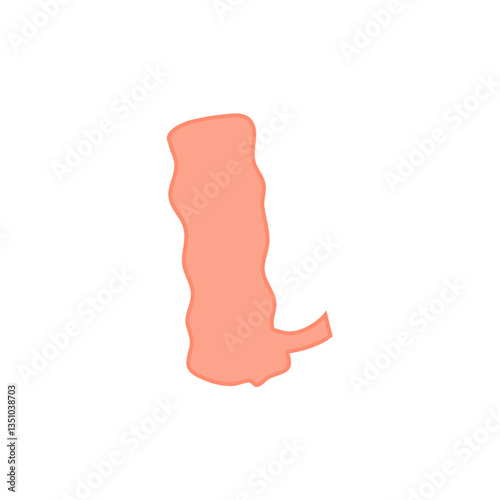 Appendix Anatomy Science. Vector Illustration