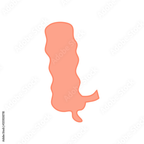 Appendix Anatomy Science. Vector Illustration
