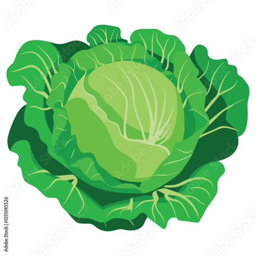 Green cabbage vegetable isolated. Fresh farm produce for market, vegetarian meals, and salad recipes. Flat vector illustration.