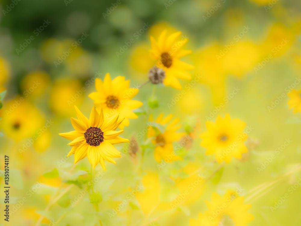 夏から秋の公園や花壇を彩るヒマワリ（ミニヒマワリ）のある風景。自然風景素材。眩しい日差しでボケた景色。ぼんやりした花畑のイメージ。