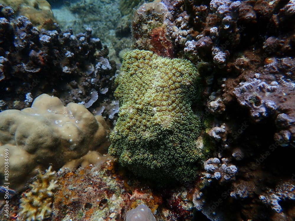 Obraz premium Coral found at coral reef area within island in Malaysia
