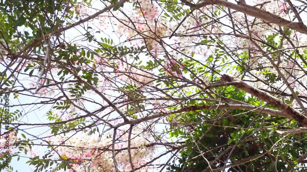 Close up shot of Wishing tree flower blossom
