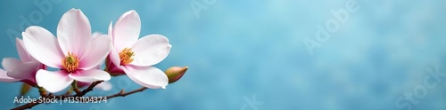 Delicate magnolia blossoms in white and pink on a blue background, elegance, soft colors, wallpaper