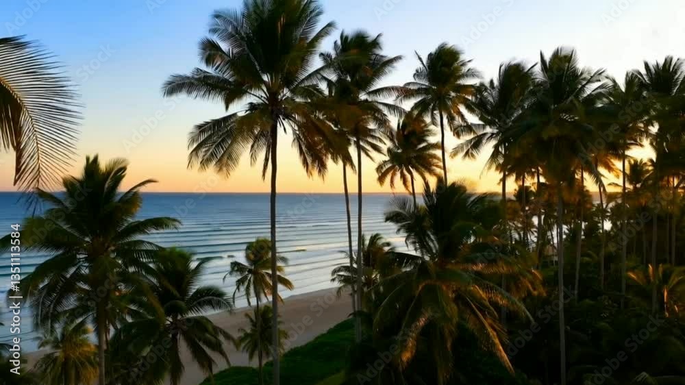 palm trees at sunset, beautiful beach video clip, palm trees at sunset, beautiful beach video clip,