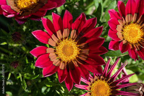Deep pink Gazania rigens flower (Treasure Flower, African daisy) of the 'New Day Pink Shades' variety in the garden, top view