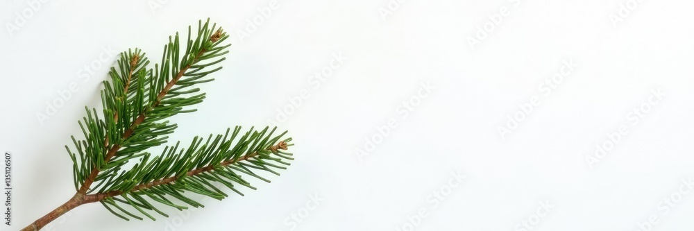 Naklejka premium Single fir tree branch isolated against a white wall, tree, white
