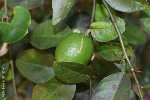 Wallpaper Mural Luscious Limes Hanging on the Lime Tree: Nature's Zesty Treasures in a Verdant Green Canopy. Ripe Limes on a Vibrant Lime Tree: A Refreshing Burst of Citrus Goodness Amidst Lush Green Foliage. Citrus Torontodigital.ca