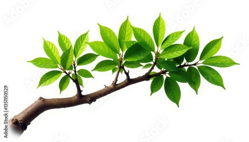 Strong, straight branch with thick leaves isolated on white background, tree, strong branch, branchy