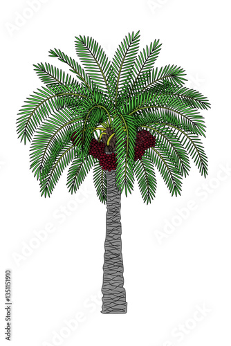 vector flat black line palm tree. Clip art isolated on transparent background.